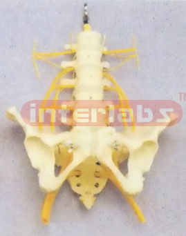 LUMBAR VERTEBRAE, PELVIS AND SACRUM WITH NERVES